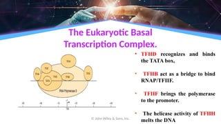 The Eukaryotic Basal
Transcription Complex.
© John Wiley & Sons, Inc.
• TFIID recognizes and binds
the TATA box,
• TFIIB act as a bridge to bind
RNAP/TFIIF.
• TFIIF brings the polymerase
to the promoter.
• The helicase activity of TFIIH
melts the DNA
 