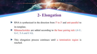 2- Elongation
 RNA is synthesized in the direction from 5' to 3' and anti-parallel to
its template.
 Ribonucleotides are added according to the base pairing rule (A-U,
G-C, T-A and C-G).
 This elongation process continues until a termination region is
reached.
 