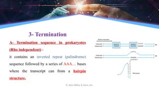© John Wiley & Sons, Inc.
3- Termination
A- Termination sequence in prokaryotes
(Rho independent):-
it contains an inverted repeat (palindrome)
sequence followed by a series of AAA… bases
where the transcript can from a hairpin
structure.
 