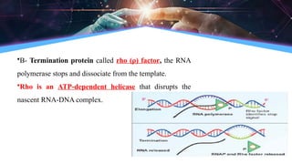 •B- Termination protein called rho (ρ) factor, the RNA
polymerase stops and dissociate from the template.
•Rho is an ATP-dependent helicase that disrupts the
nascent RNA-DNA complex.
 