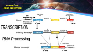 Eukaryotic
Gene Structure
Promoter/
Enhancer 5’ UTR
Cis-
Regulatory
Elements
Start Codon
ATG
Exon1 Exon2 Exon3
Stop Codon
TAA, TAG, TGA
3’ UTR
Exon1 Exon2 Exon3
AAAAAAAA
Exon1 Exon2 Exon3
5’ UTR 3’ UTR
Start Codon Stop Codon
polyA tail
 