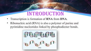 Introduction
• Transcription is formation of RNA from DNA.
• Ribonucleic acid (RNA) is also a polymer of purine and
pyrimidine nucleotides linked by phosphodiester bonds.
 