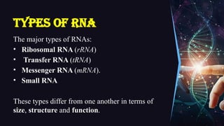 Types of RNA
The major types of RNAs:
• Ribosomal RNA (rRNA)
• Transfer RNA (tRNA)
• Messenger RNA (mRNA).
• Small RNA
These types differ from one another in terms of
size, structure and function.
 