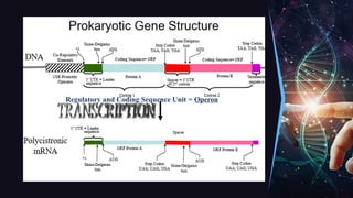 Regulatory and Coding Sequence Unit = Operon
 