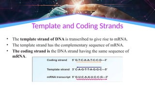 Template and Coding Strands
• The template strand of DNA is transcribed to give rise to mRNA.
• The template strand has the complementary sequence of mRNA.
• The coding strand is the DNA strand having the same sequence of
mRNA.
 