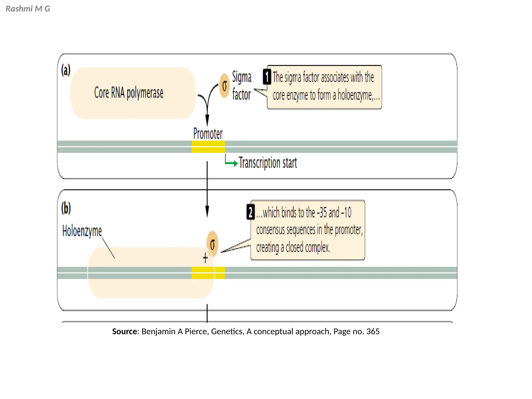 Rashmi M G
Source: Benjamin A Pierce, Genetics, A conceptual approach, Page no. 365
 