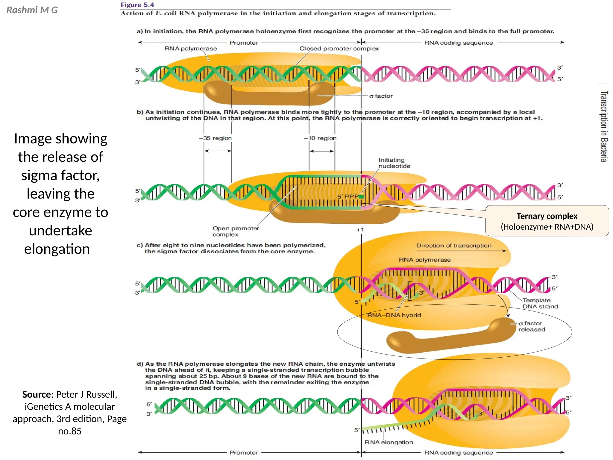 Rashmi M G
Source: Peter J Russell,
iGenetics A molecular
approach, 3rd edition, Page
no.85
Image showing
the release of
sigma factor,
leaving the
core enzyme to
undertake
elongation
Ternary complex
(Holoenzyme+ RNA+DNA)
 
