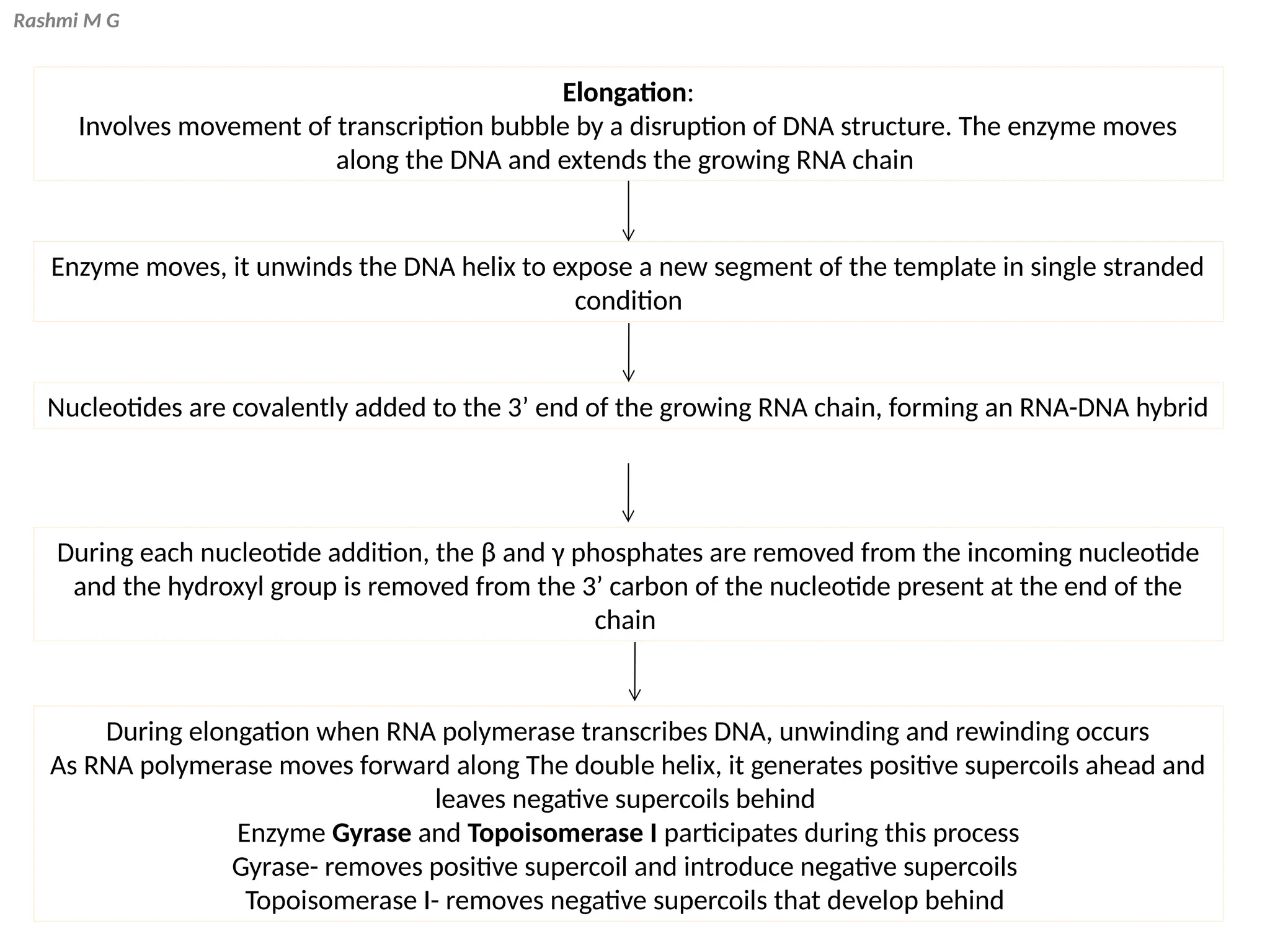 Rashmi M G
Elongation:
Involves movement of transcription bubble by a disruption of DNA structure. The enzyme moves
along the DNA and extends the growing RNA chain
Enzyme moves, it unwinds the DNA helix to expose a new segment of the template in single stranded
condition
Nucleotides are covalently added to the 3’ end of the growing RNA chain, forming an RNA-DNA hybrid
During each nucleotide addition, the β and γ phosphates are removed from the incoming nucleotide
and the hydroxyl group is removed from the 3’ carbon of the nucleotide present at the end of the
chain
During elongation when RNA polymerase transcribes DNA, unwinding and rewinding occurs
As RNA polymerase moves forward along The double helix, it generates positive supercoils ahead and
leaves negative supercoils behind
Enzyme Gyrase and Topoisomerase I participates during this process
Gyrase- removes positive supercoil and introduce negative supercoils
Topoisomerase I- removes negative supercoils that develop behind
 