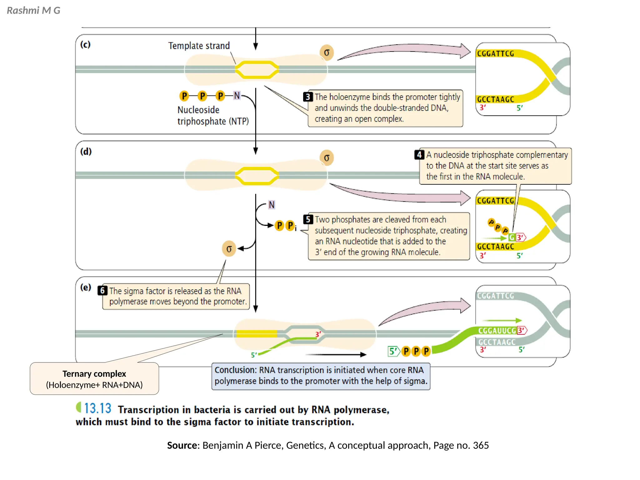 Rashmi M G
Ternary complex
(Holoenzyme+ RNA+DNA)
Source: Benjamin A Pierce, Genetics, A conceptual approach, Page no. 365
 