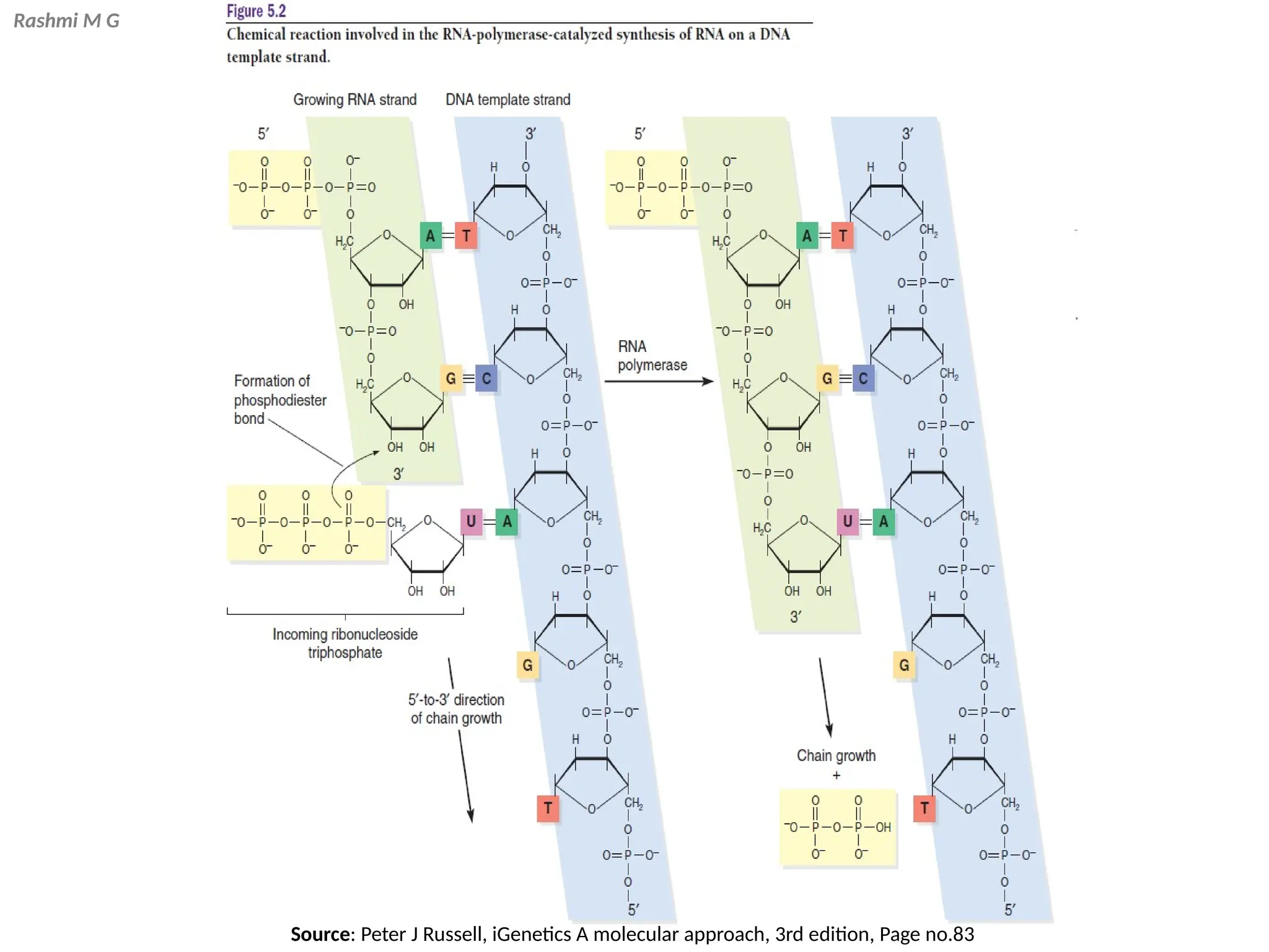 Rashmi M G
Source: Peter J Russell, iGenetics A molecular approach, 3rd edition, Page no.83
 