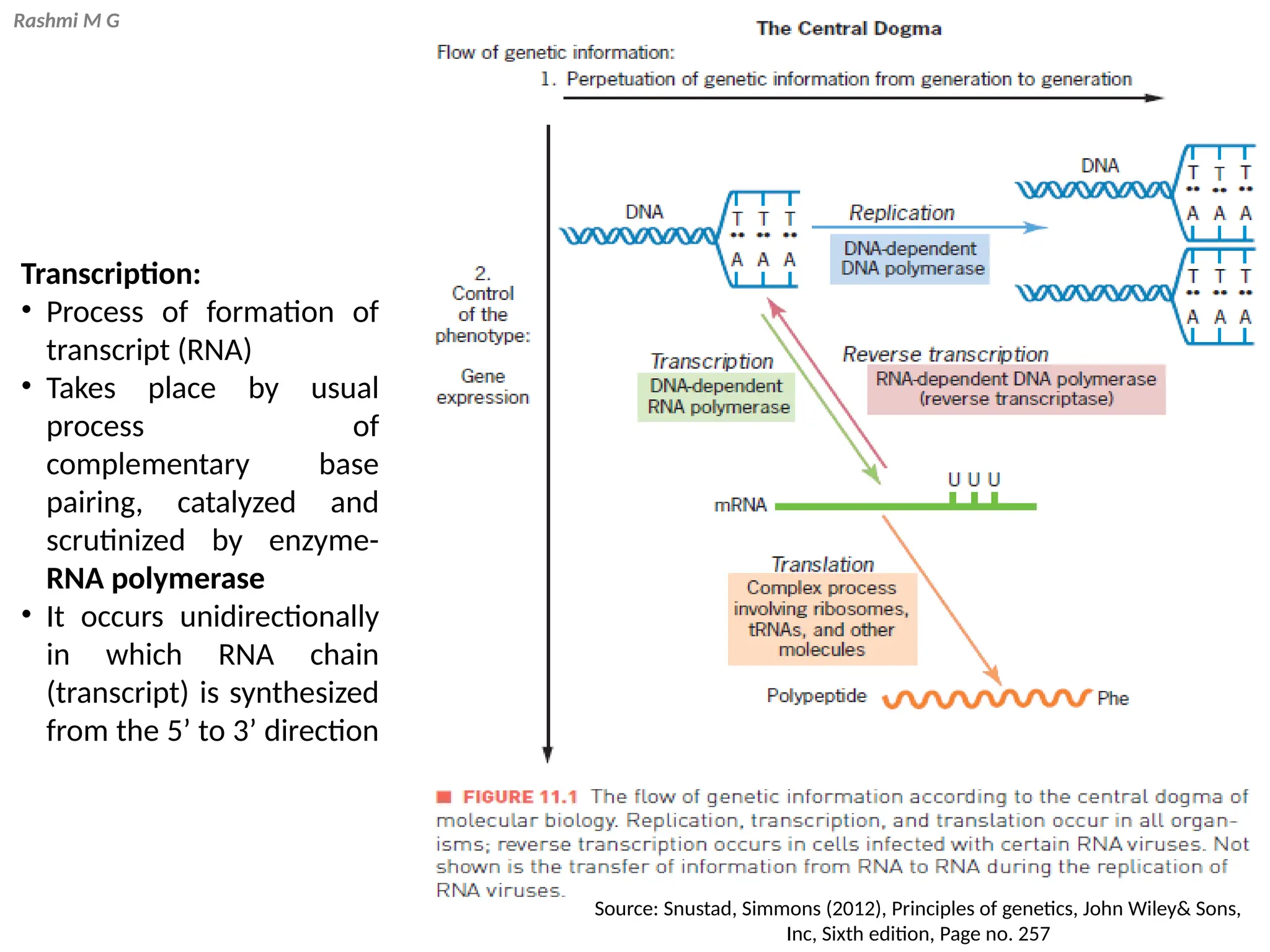 Rashmi M G
Transcription:
• Process of formation of
transcript (RNA)
• Takes place by usual
process of
complementary base
pairing, catalyzed and
scrutinized by enzyme-
RNA polymerase
• It occurs unidirectionally
in which RNA chain
(transcript) is synthesized
from the 5’ to 3’ direction
Source: Snustad, Simmons (2012), Principles of genetics, John Wiley& Sons,
Inc, Sixth edition, Page no. 257
 