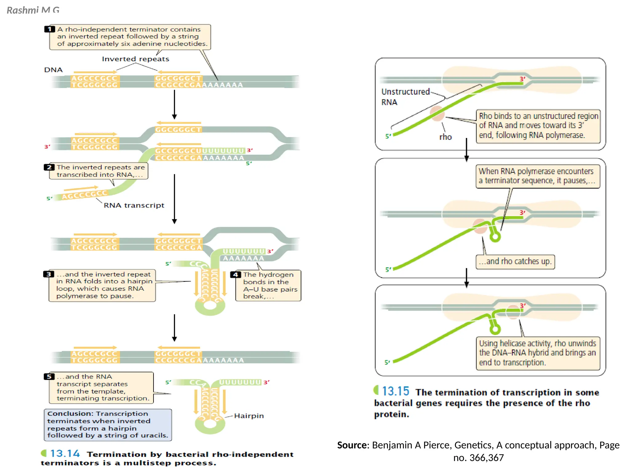 Rashmi M G
Source: Benjamin A Pierce, Genetics, A conceptual approach, Page
no. 366,367
 