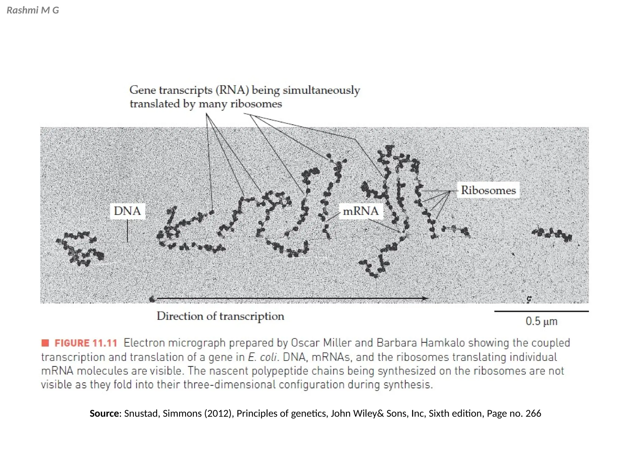 Rashmi M G
Source: Snustad, Simmons (2012), Principles of genetics, John Wiley& Sons, Inc, Sixth edition, Page no. 266
 