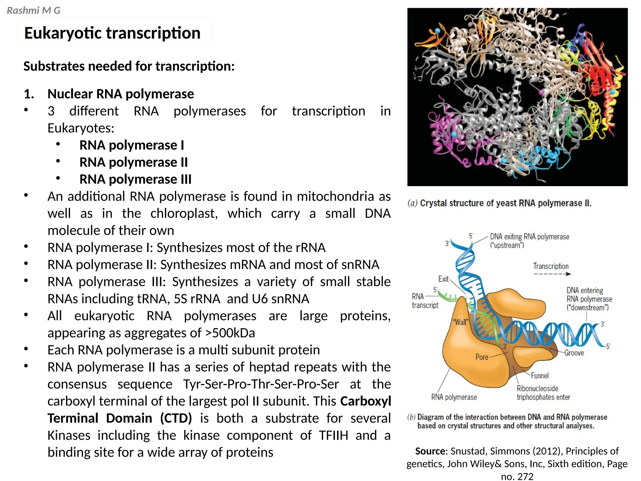 Rashmi M G
Eukaryotic transcription
Substrates needed for transcription:
1. Nuclear RNA polymerase
• 3 different RNA polymerases for transcription in
Eukaryotes:
• RNA polymerase I
• RNA polymerase II
• RNA polymerase III
• An additional RNA polymerase is found in mitochondria as
well as in the chloroplast, which carry a small DNA
molecule of their own
• RNA polymerase I: Synthesizes most of the rRNA
• RNA polymerase II: Synthesizes mRNA and most of snRNA
• RNA polymerase III: Synthesizes a variety of small stable
RNAs including tRNA, 5S rRNA and U6 snRNA
• All eukaryotic RNA polymerases are large proteins,
appearing as aggregates of >500kDa
• Each RNA polymerase is a multi subunit protein
• RNA polymerase II has a series of heptad repeats with the
consensus sequence Tyr-Ser-Pro-Thr-Ser-Pro-Ser at the
carboxyl terminal of the largest pol II subunit. This Carboxyl
Terminal Domain (CTD) is both a substrate for several
Kinases including the kinase component of TFIIH and a
binding site for a wide array of proteins Source: Snustad, Simmons (2012), Principles of
genetics, John Wiley& Sons, Inc, Sixth edition, Page
no. 272
 