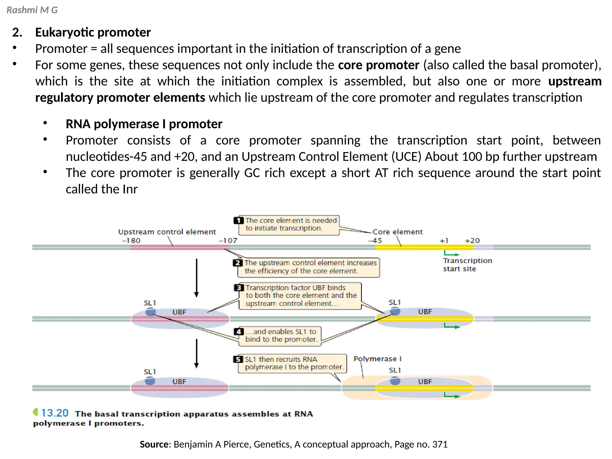 Rashmi M G
2. Eukaryotic promoter
• Promoter = all sequences important in the initiation of transcription of a gene
• For some genes, these sequences not only include the core promoter (also called the basal promoter),
which is the site at which the initiation complex is assembled, but also one or more upstream
regulatory promoter elements which lie upstream of the core promoter and regulates transcription
• RNA polymerase I promoter
• Promoter consists of a core promoter spanning the transcription start point, between
nucleotides-45 and +20, and an Upstream Control Element (UCE) About 100 bp further upstream
• The core promoter is generally GC rich except a short AT rich sequence around the start point
called the Inr
Source: Benjamin A Pierce, Genetics, A conceptual approach, Page no. 371
 