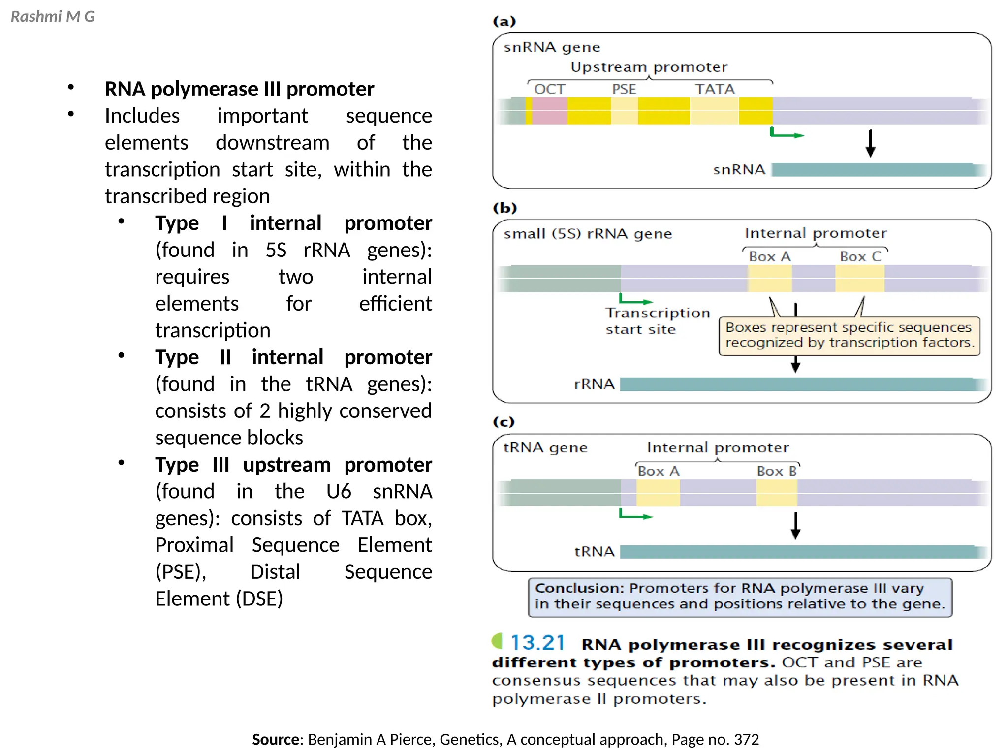 Rashmi M G
• RNA polymerase III promoter
• Includes important sequence
elements downstream of the
transcription start site, within the
transcribed region
• Type I internal promoter
(found in 5S rRNA genes):
requires two internal
elements for efficient
transcription
• Type II internal promoter
(found in the tRNA genes):
consists of 2 highly conserved
sequence blocks
• Type III upstream promoter
(found in the U6 snRNA
genes): consists of TATA box,
Proximal Sequence Element
(PSE), Distal Sequence
Element (DSE)
Source: Benjamin A Pierce, Genetics, A conceptual approach, Page no. 372
 