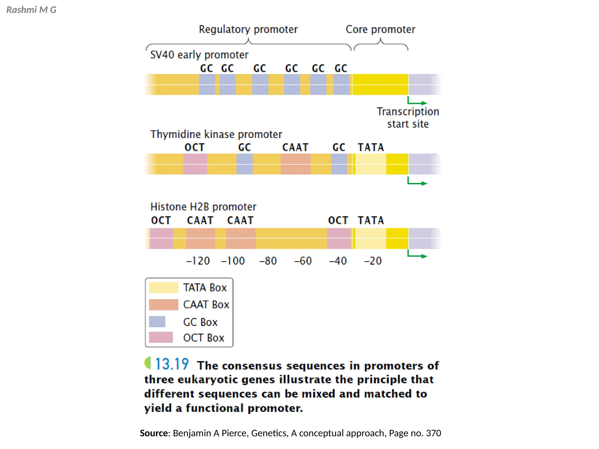 Rashmi M G
Source: Benjamin A Pierce, Genetics, A conceptual approach, Page no. 370
 