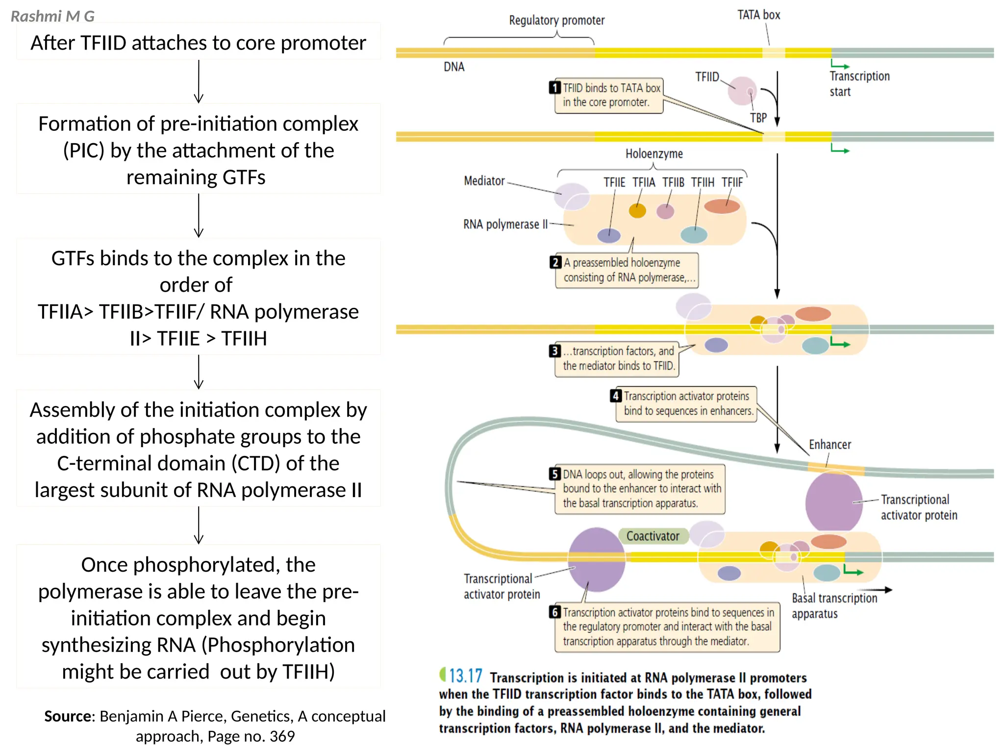 Rashmi M G
After TFIID attaches to core promoter
Formation of pre-initiation complex
(PIC) by the attachment of the
remaining GTFs
GTFs binds to the complex in the
order of
TFIIA> TFIIB>TFIIF/ RNA polymerase
II> TFIIE > TFIIH
Assembly of the initiation complex by
addition of phosphate groups to the
C-terminal domain (CTD) of the
largest subunit of RNA polymerase II
Once phosphorylated, the
polymerase is able to leave the pre-
initiation complex and begin
synthesizing RNA (Phosphorylation
might be carried out by TFIIH)
Source: Benjamin A Pierce, Genetics, A conceptual
approach, Page no. 369
 