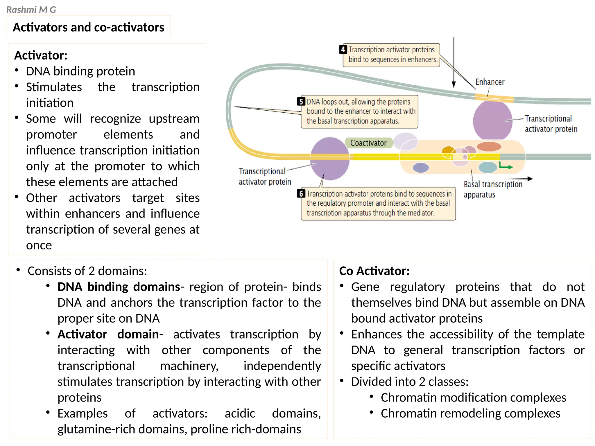 Rashmi M G
Activators and co-activators
Activator:
• DNA binding protein
• Stimulates the transcription
initiation
• Some will recognize upstream
promoter elements and
influence transcription initiation
only at the promoter to which
these elements are attached
• Other activators target sites
within enhancers and influence
transcription of several genes at
once
Co Activator:
• Gene regulatory proteins that do not
themselves bind DNA but assemble on DNA
bound activator proteins
• Enhances the accessibility of the template
DNA to general transcription factors or
specific activators
• Divided into 2 classes:
• Chromatin modification complexes
• Chromatin remodeling complexes
• Consists of 2 domains:
• DNA binding domains- region of protein- binds
DNA and anchors the transcription factor to the
proper site on DNA
• Activator domain- activates transcription by
interacting with other components of the
transcriptional machinery, independently
stimulates transcription by interacting with other
proteins
• Examples of activators: acidic domains,
glutamine-rich domains, proline rich-domains
 