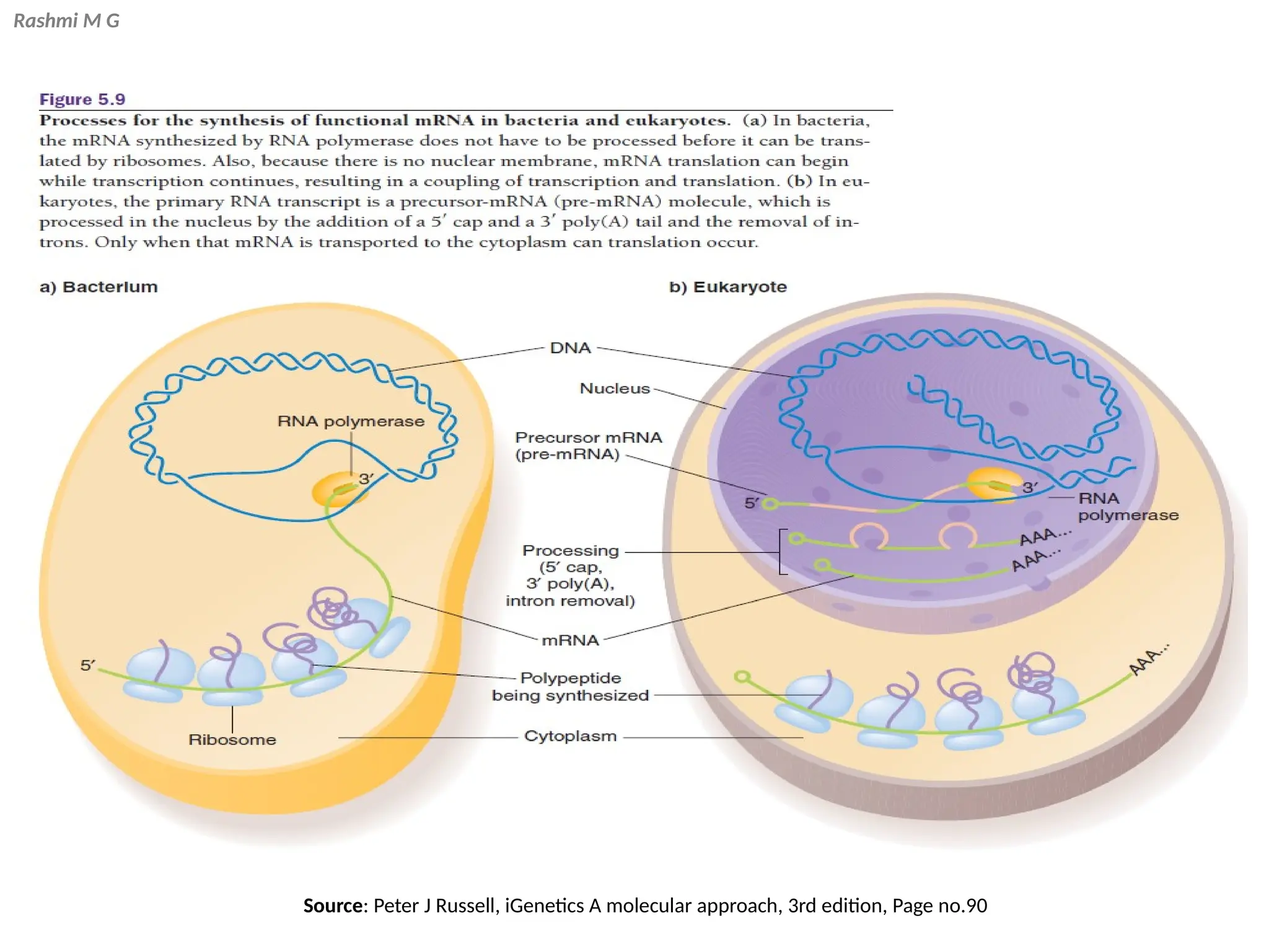 Rashmi M G
Source: Peter J Russell, iGenetics A molecular approach, 3rd edition, Page no.90
 