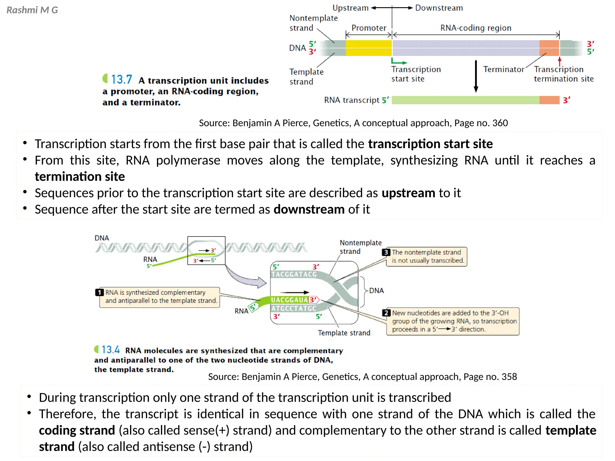Rashmi M G
Source: Benjamin A Pierce, Genetics, A conceptual approach, Page no. 360
• During transcription only one strand of the transcription unit is transcribed
• Therefore, the transcript is identical in sequence with one strand of the DNA which is called the
coding strand (also called sense(+) strand) and complementary to the other strand is called template
strand (also called antisense (-) strand)
• Transcription starts from the first base pair that is called the transcription start site
• From this site, RNA polymerase moves along the template, synthesizing RNA until it reaches a
termination site
• Sequences prior to the transcription start site are described as upstream to it
• Sequence after the start site are termed as downstream of it
Source: Benjamin A Pierce, Genetics, A conceptual approach, Page no. 358
 