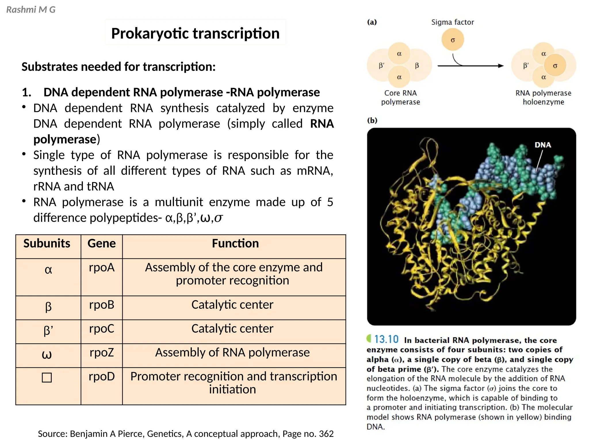 Rashmi M G
Substrates needed for transcription:
1. DNA dependent RNA polymerase -RNA polymerase
• DNA dependent RNA synthesis catalyzed by enzyme
DNA dependent RNA polymerase (simply called RNA
polymerase)
• Single type of RNA polymerase is responsible for the
synthesis of all different types of RNA such as mRNA,
rRNA and tRNA
• RNA polymerase is a multiunit enzyme made up of 5
difference polypeptides- α,β,β’,⍵,𝜎
Subunits Gene Function
α rpoA Assembly of the core enzyme and
promoter recognition
β rpoB Catalytic center
β’ rpoC Catalytic center
⍵ rpoZ Assembly of RNA polymerase
𝜎 rpoD Promoter recognition and transcription
initiation
Source: Benjamin A Pierce, Genetics, A conceptual approach, Page no. 362
Prokaryotic transcription
 