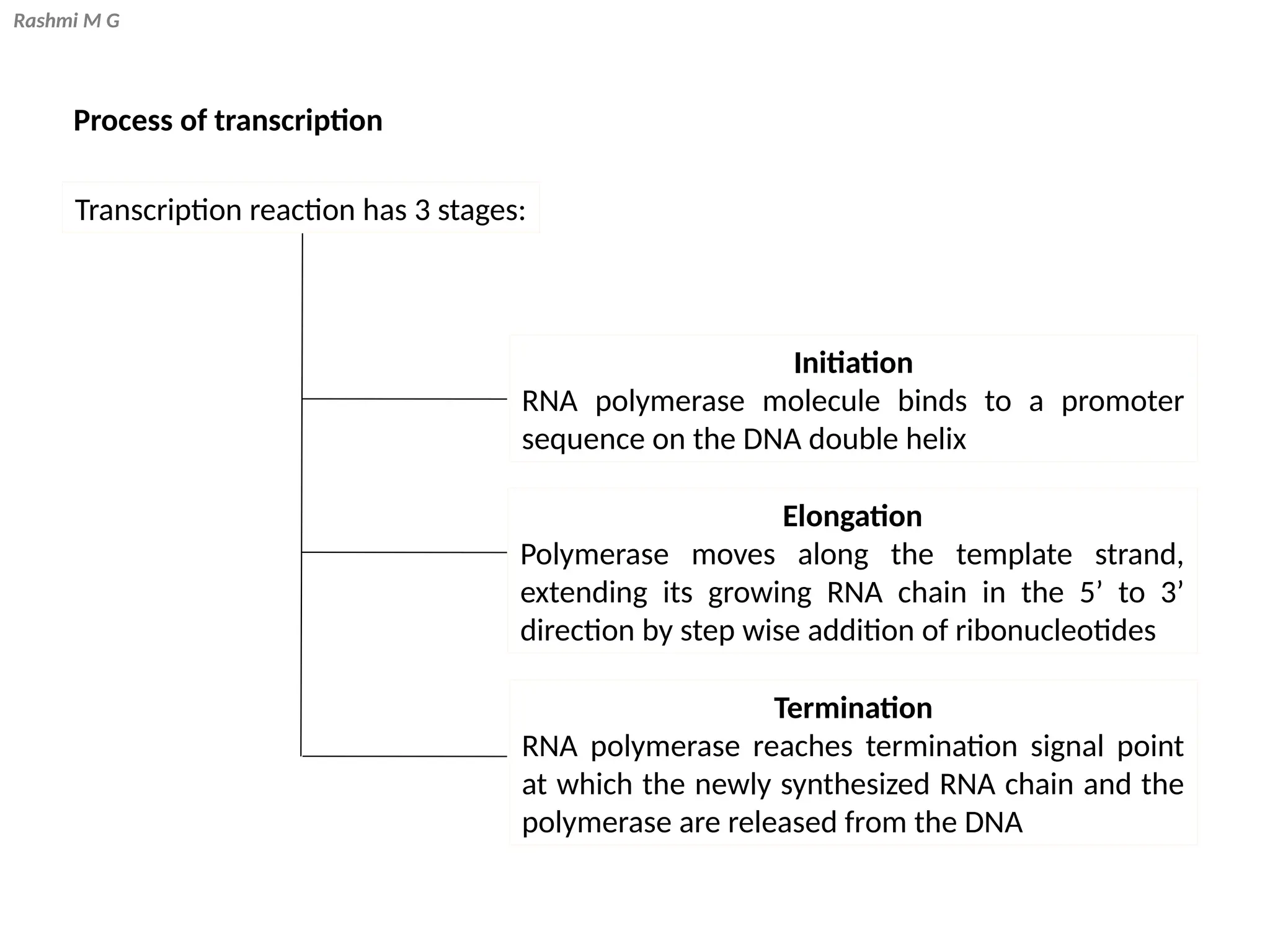 Rashmi M G
Process of transcription
Transcription reaction has 3 stages:
Initiation
RNA polymerase molecule binds to a promoter
sequence on the DNA double helix
Elongation
Polymerase moves along the template strand,
extending its growing RNA chain in the 5’ to 3’
direction by step wise addition of ribonucleotides
Termination
RNA polymerase reaches termination signal point
at which the newly synthesized RNA chain and the
polymerase are released from the DNA
 