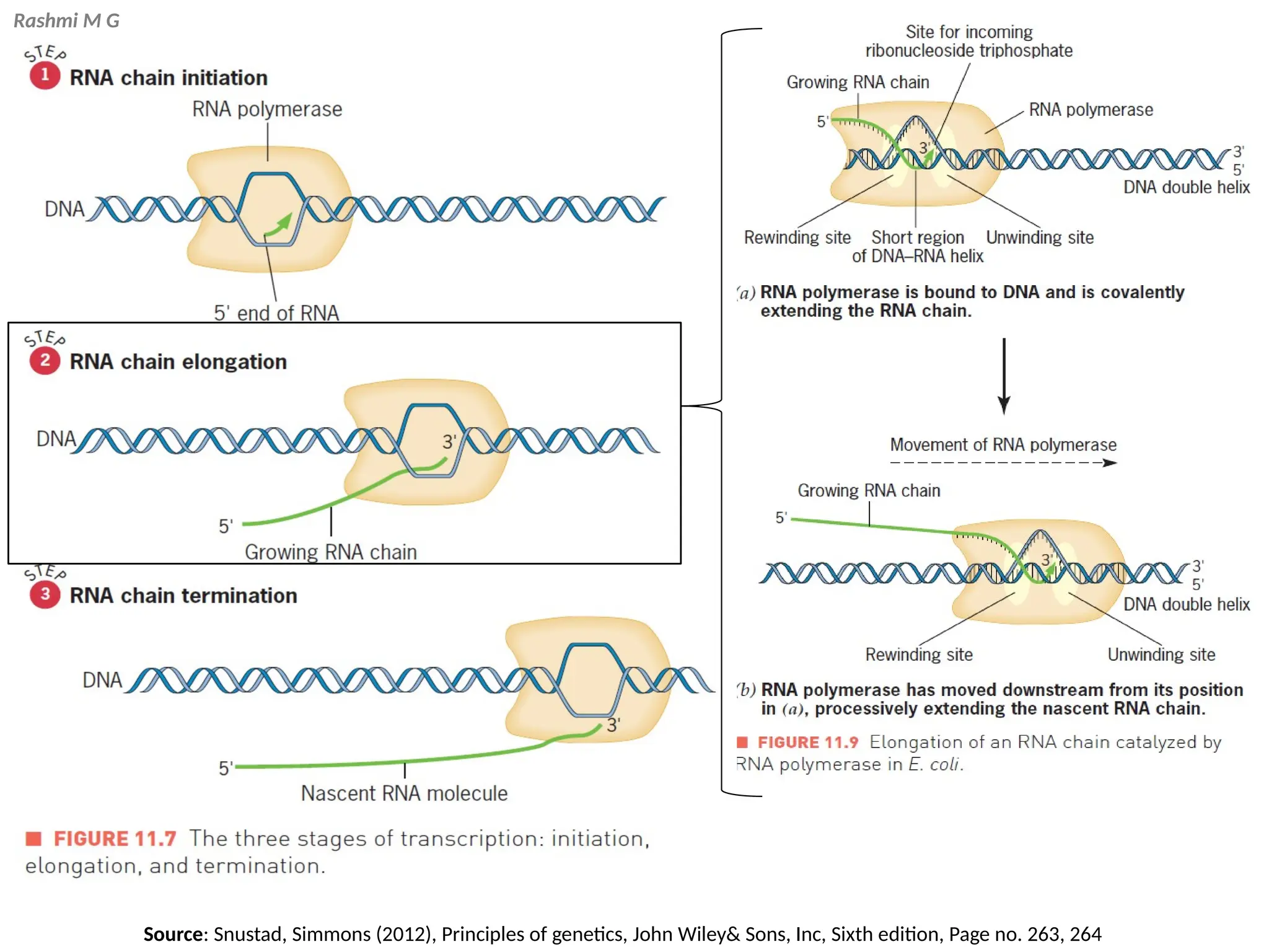 Rashmi M G
Source: Snustad, Simmons (2012), Principles of genetics, John Wiley& Sons, Inc, Sixth edition, Page no. 263, 264
 