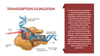 TRANSCRIPTION: STAGES, TRANSCRIPTION FACTORS, RNA POLYMERASE | PPTX