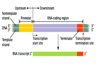 Transcription: RNA Synthesis, RNA Polymerase & Transcription Mechanisms ...