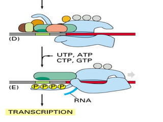 Transcription: RNA Synthesis, RNA Polymerase & Transcription Mechanisms ...