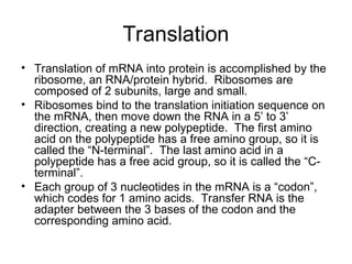 Transcription and Translation process .. | PPT