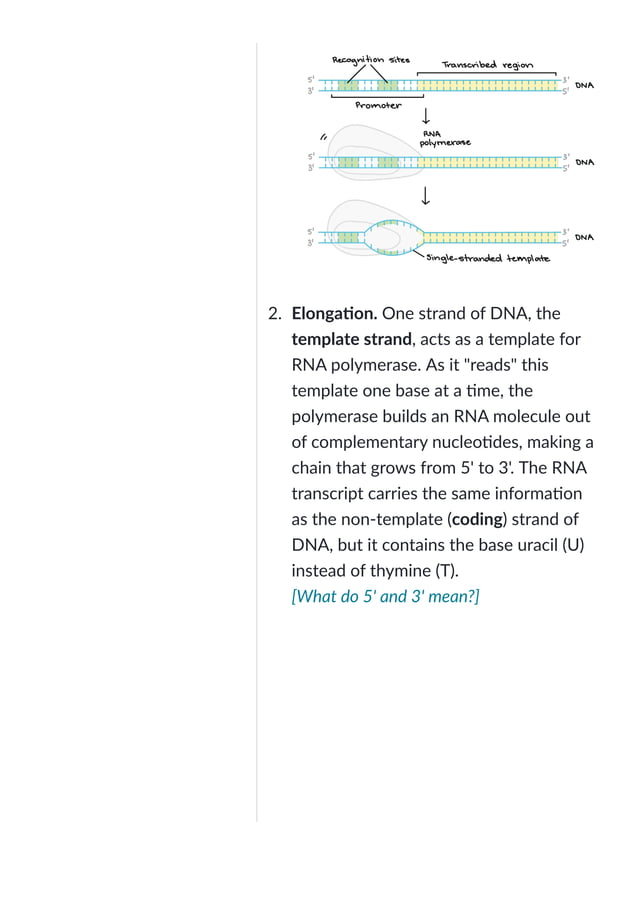 Transcription- an overview of DNA transcription (article) | Khan ...