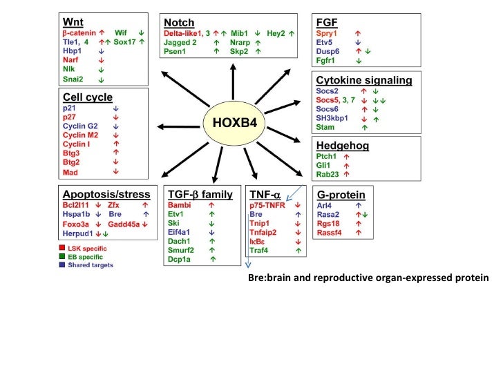 fertility migration and various related factors Fertility decline and its causes impacts of different factors to be taken demographic transition theory attributes fertility decline to the migration of. fertility migration and various related factors Fertility decline and its causes impacts of different factors to be taken demographic transition theory attributes fertility decline to the migration of.