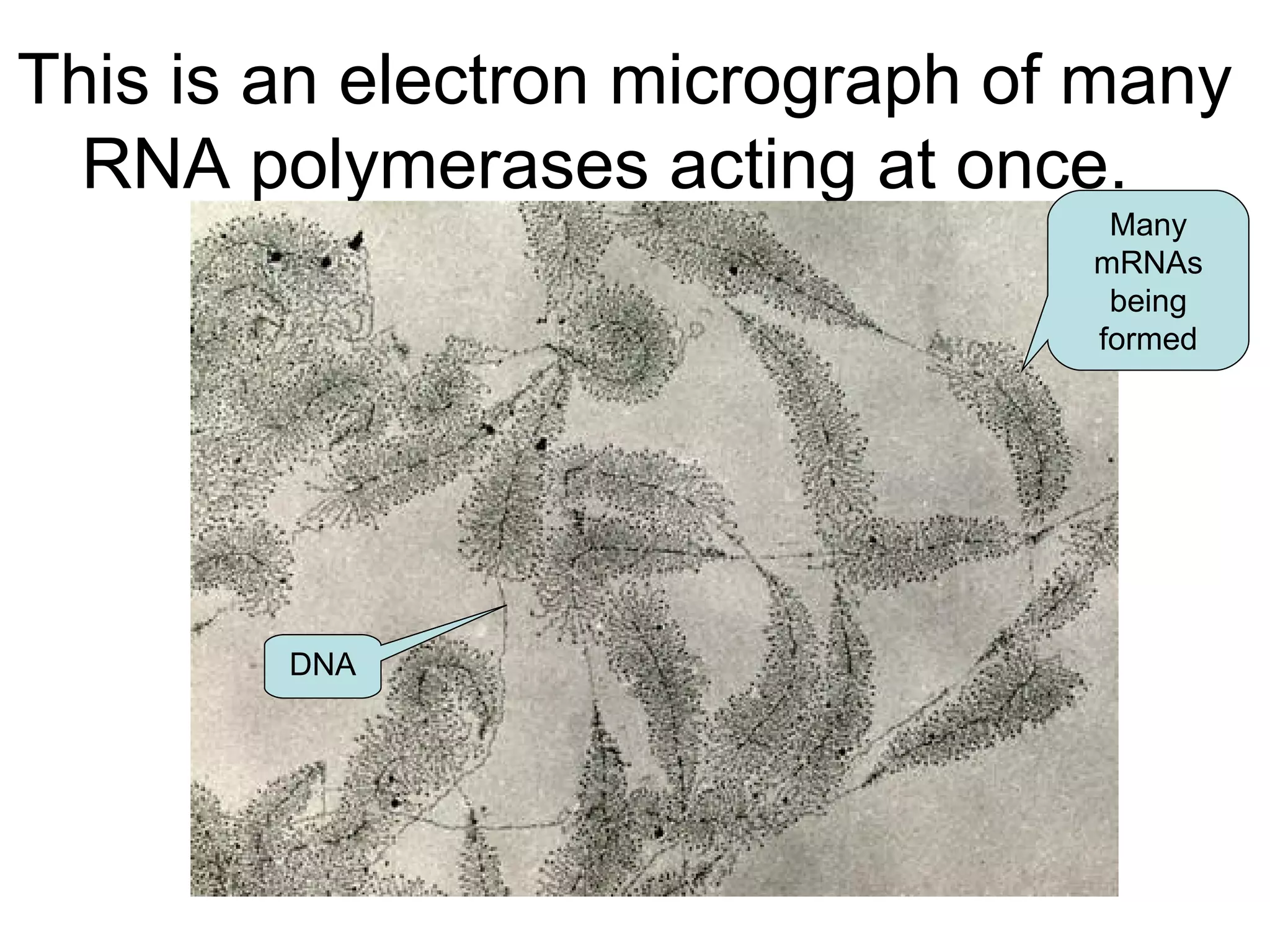 This is an electron micrograph of many RNA polymerases acting at once.  DNA Many mRNAs being formed 