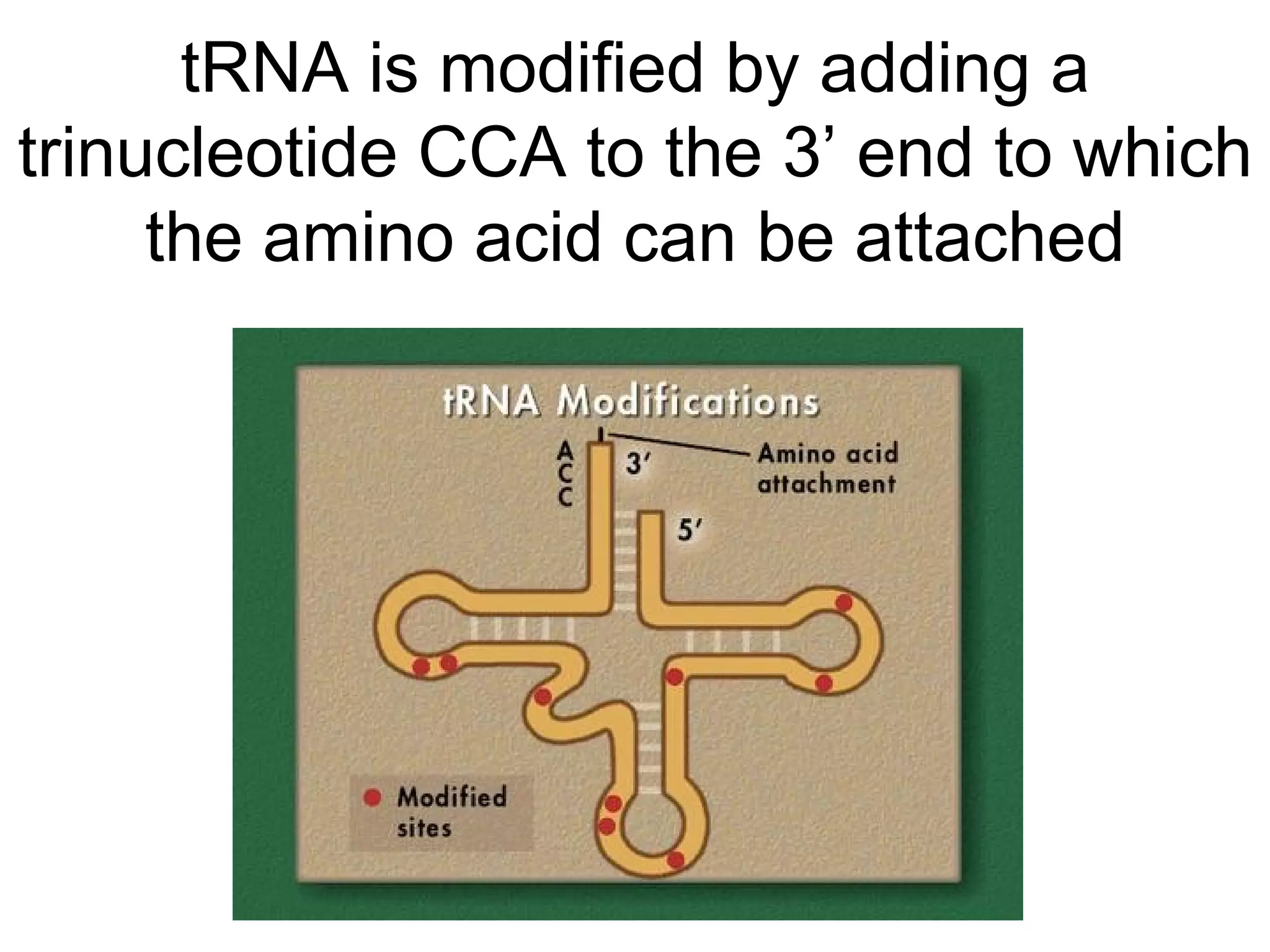 tRNA is modified by adding a trinucleotide CCA to the 3’ end to which the amino acid can be attached 