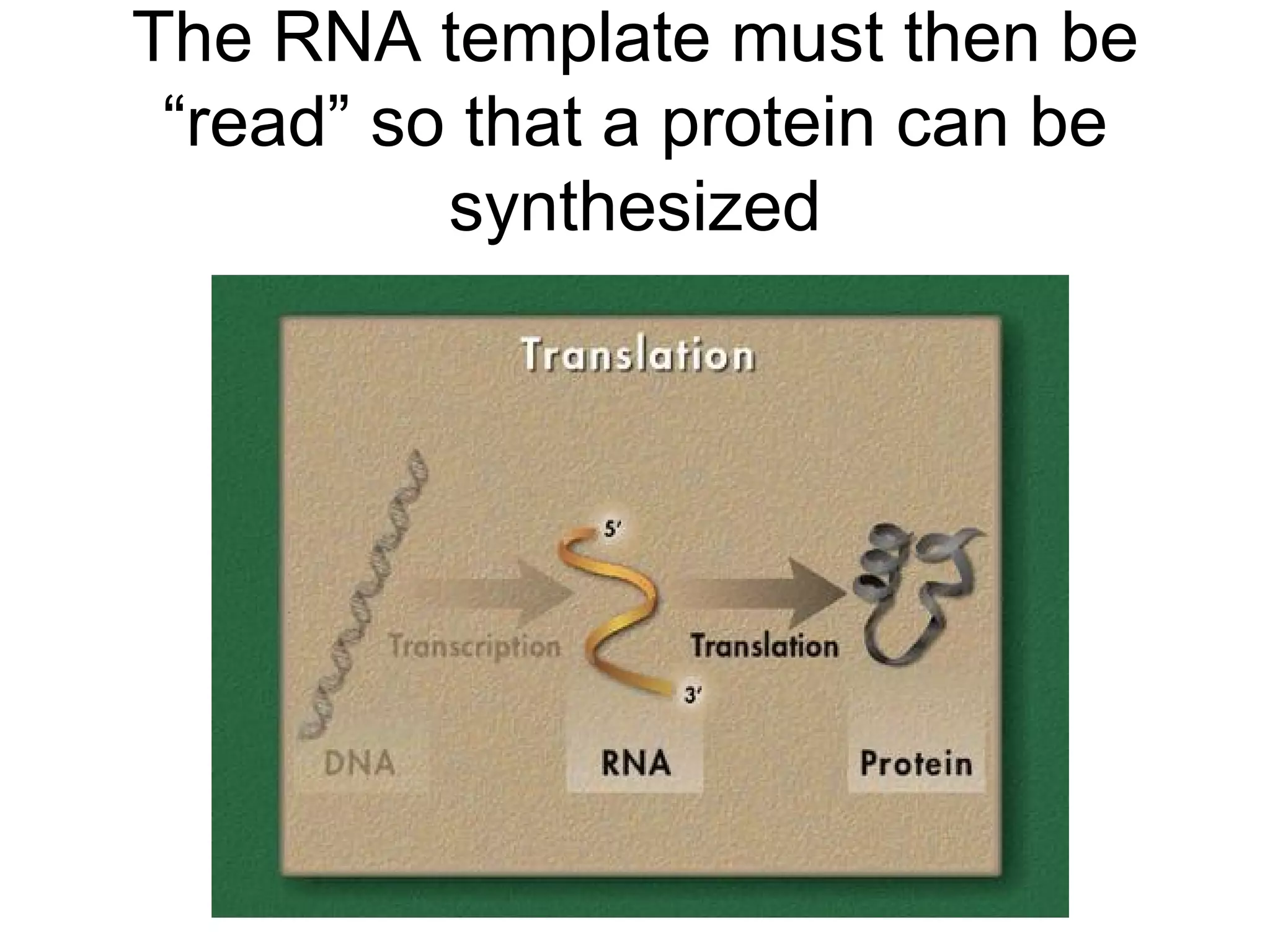 The RNA template must then be “read” so that a protein can be synthesized 