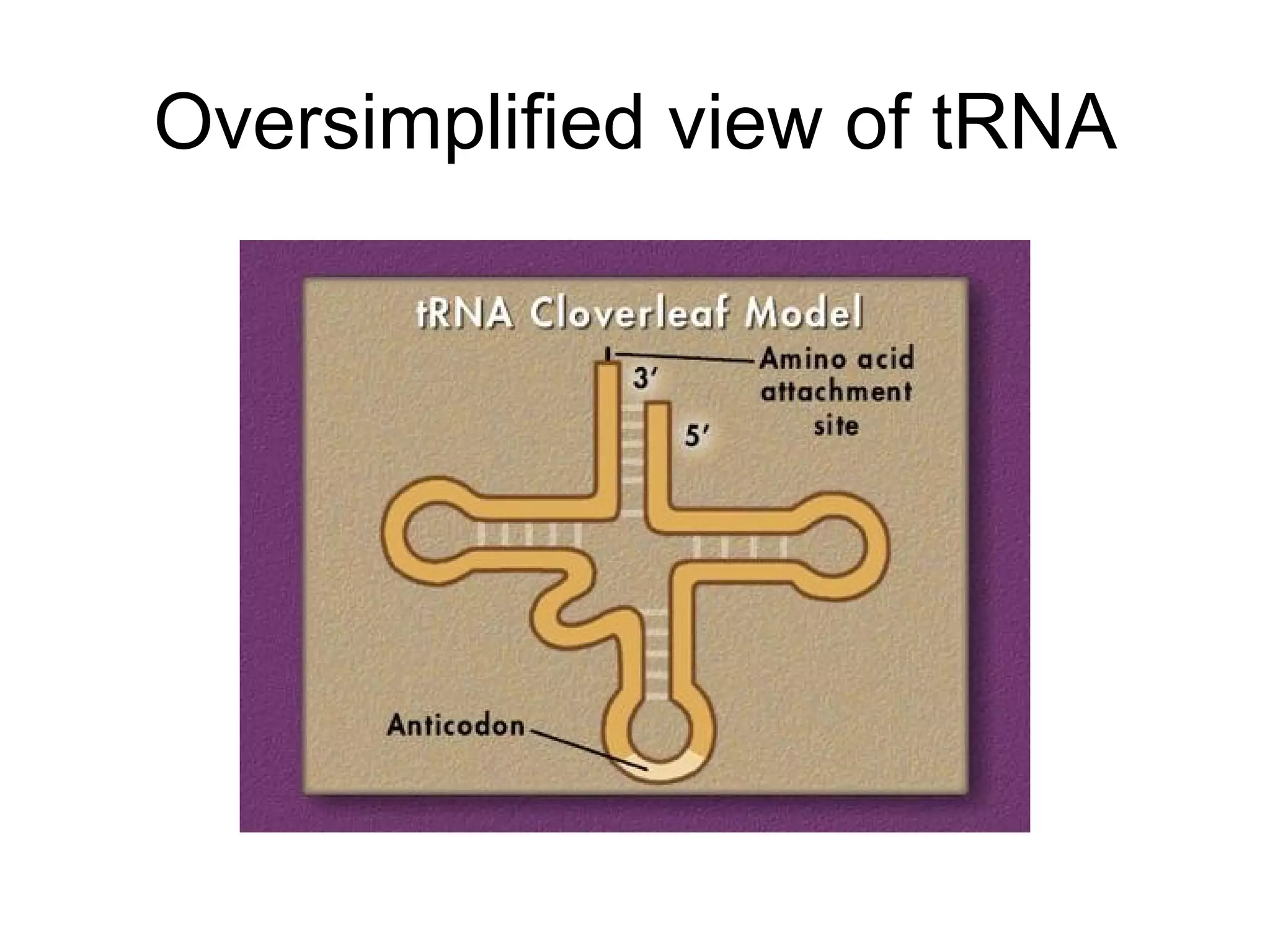 Oversimplified view of tRNA 
