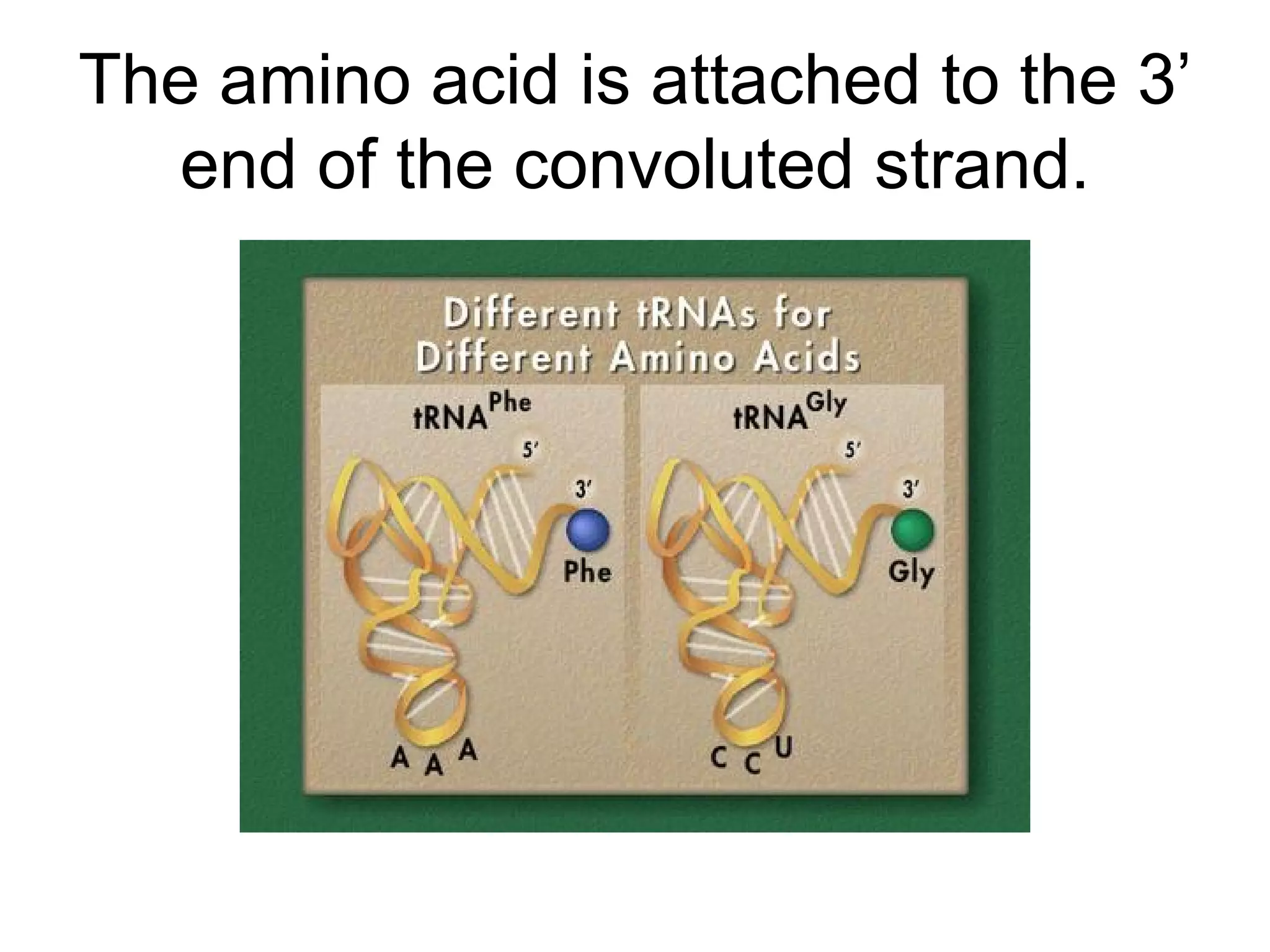 The amino acid is attached to the 3’ end of the convoluted strand. 