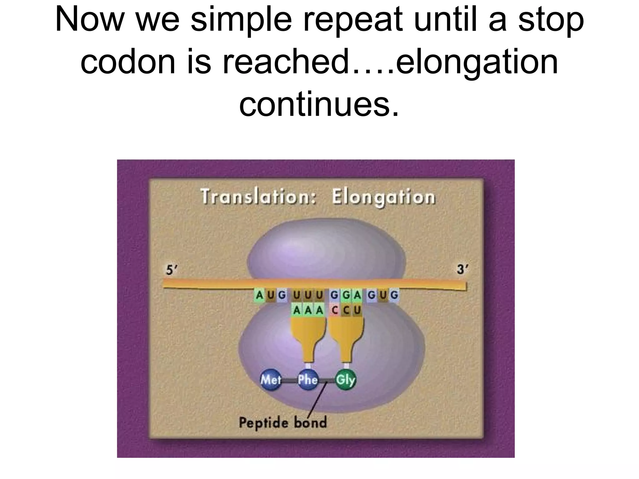 Now we simple repeat until a stop codon is reached….elongation continues. 