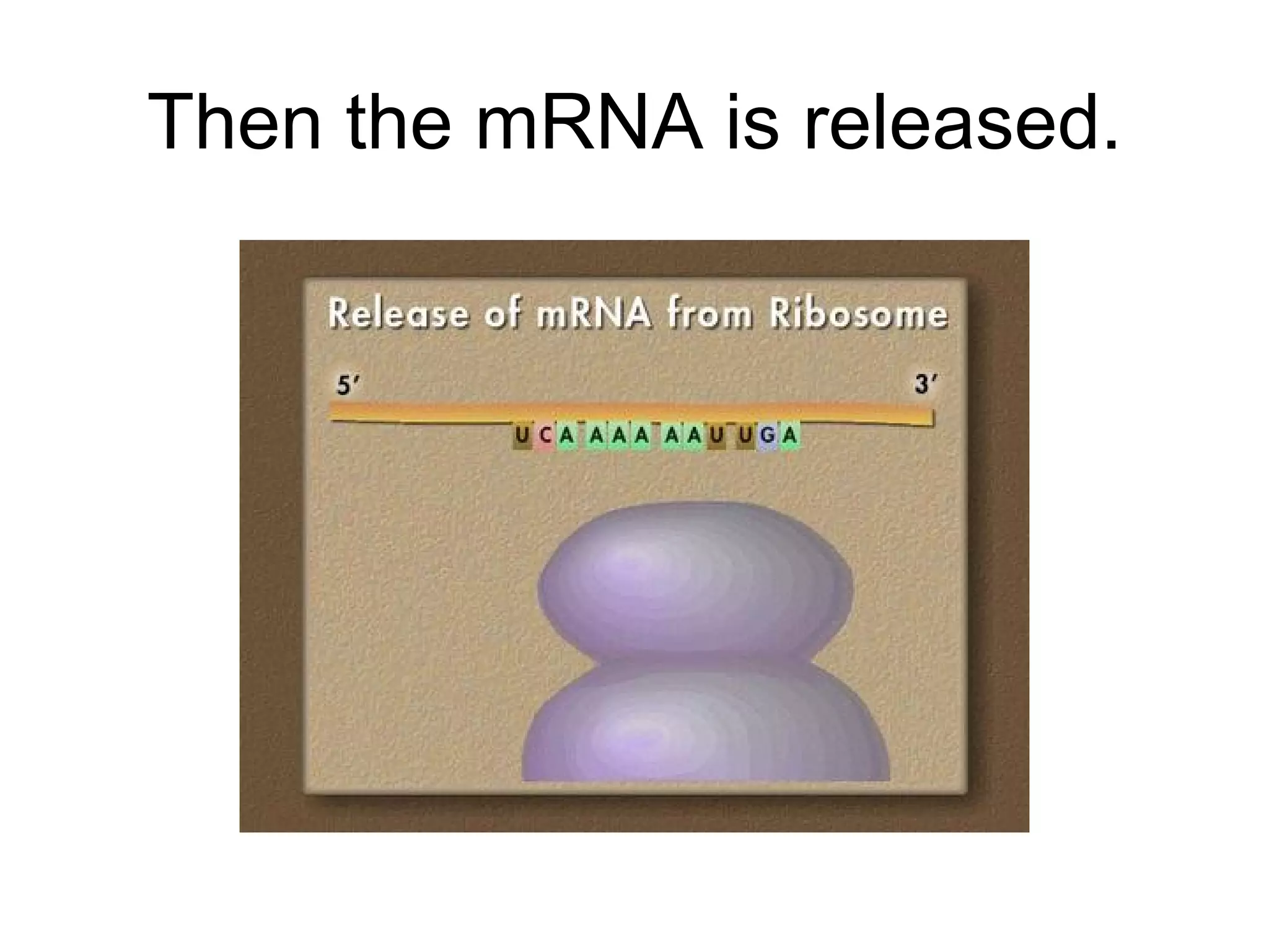 Then the mRNA is released. 