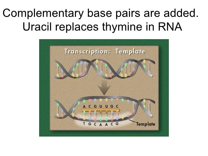 Transcription & Translation