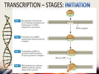 DNA Transcription | PPTX