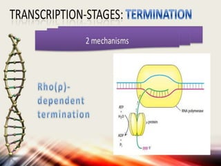 DNA Transcription | PPTX
