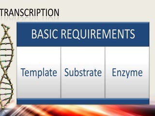DNA Transcription | PPTX