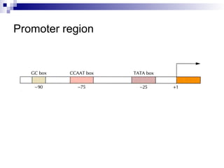 transcription111.ppt process in prokaryotics and eukaryotes, process of ...