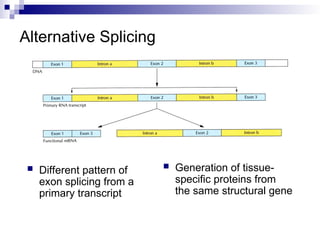 transcription111.ppt process in prokaryotics and eukaryotes, process of ...