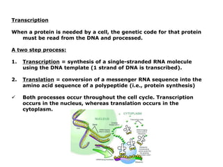 Transcription
When a protein is needed by a cell, the genetic code for that protein
must be read from the DNA and processed.
A two step process:
1. Transcription = synthesis of a single-stranded RNA molecule
using the DNA template (1 strand of DNA is transcribed).
2. Translation = conversion of a messenger RNA sequence into the
amino acid sequence of a polypeptide (i.e., protein synthesis)
 Both processes occur throughout the cell cycle. Transcription
occurs in the nucleus, whereas translation occurs in the
cytoplasm.
 