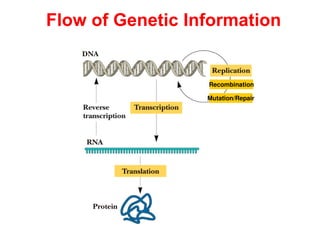 Flow of Genetic Information
Recombination
Mutation/Repair
 