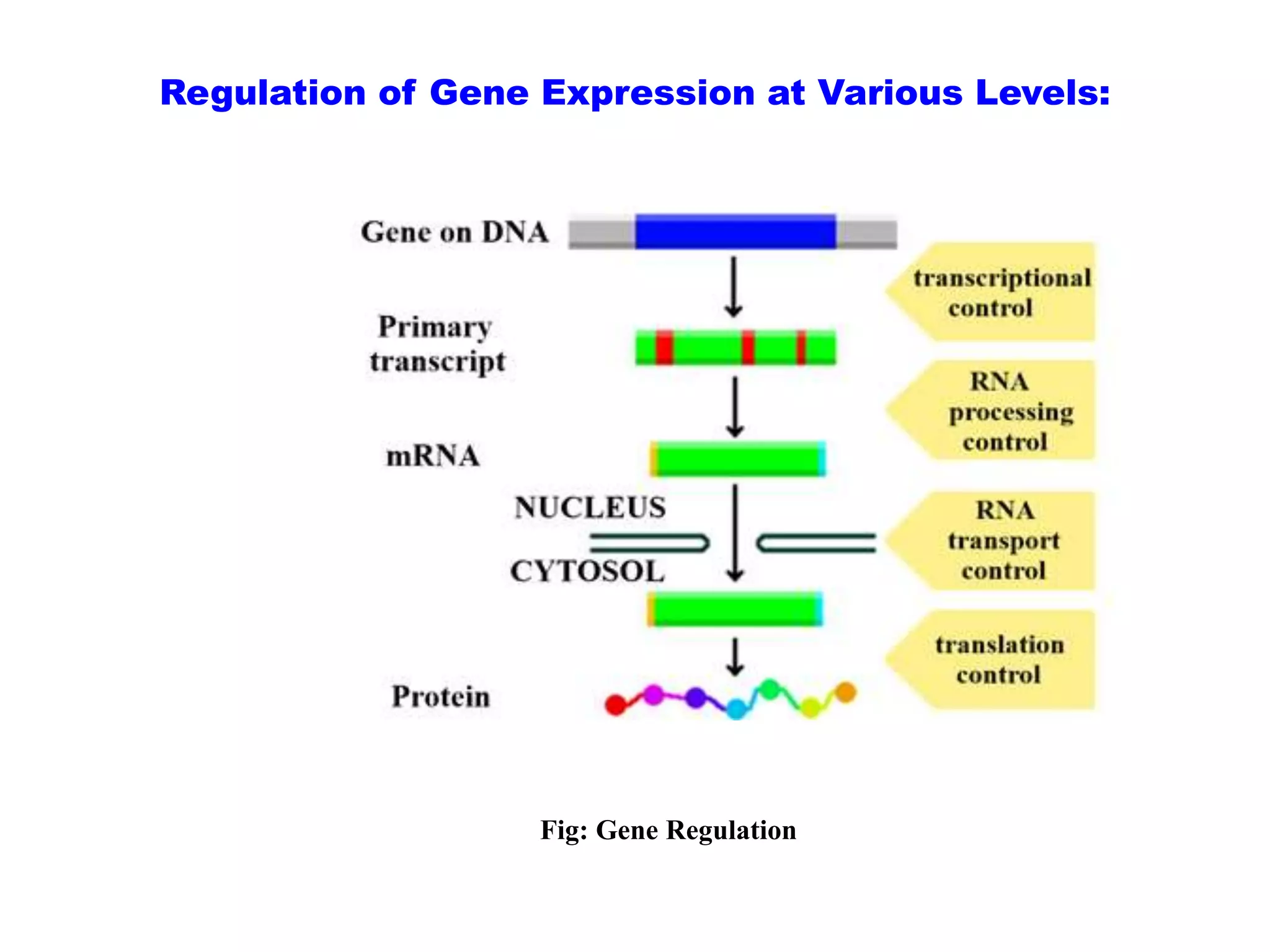 Transcriptional and Post-transcriptional Regulation of Gene Expression.pptx